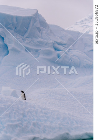 Gentoo on an Iceberg Gentoo on an Iceberg 131966972