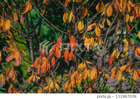 Vibrant fall leaves in orange and yellow hues on tree branches under sunlight. Concept of autumn foliage, seasonal transition, colorful natural background 131967036