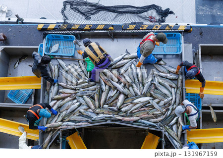 【北海道】北海道ウトロ漁港 秋鮭の水揚げ 【北海道】北海道ウトロ漁港 秋鮭の水揚げ 131967159