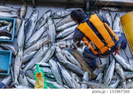 【北海道】北海道ウトロ漁港 秋鮭の水揚げ 131967160