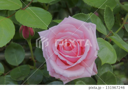 バラ バラ 131967246