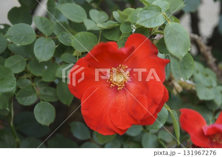 バラ バラ 131967276