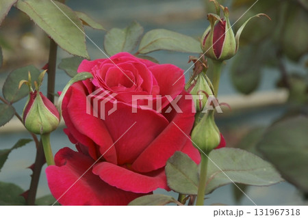 バラ バラ 131967318