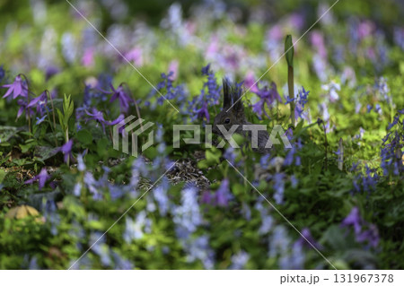 カタクリとエゾエンゴサクとエゾリス 131967378