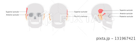 Superior Anterior auricular - Ear muscle illustrated in anatomy chart, elevates the ear, important for auricular movement 131967421