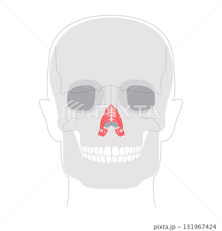 Nasalis transverse alar part - Nasal muscle section compressing nostrils, depicted in detailed chart key nasal function 131967424