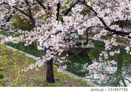 春の古都京都　桜の名所　伏見十石舟 131967788