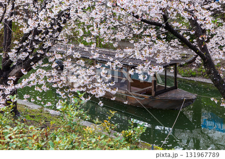 春の古都京都 桜の名所 伏見十石舟 春の古都京都 桜の名所 伏見十石舟 131967789