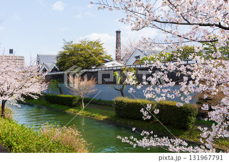 春の古都京都 桜の名所 伏見十石舟 春の古都京都 桜の名所 伏見十石舟 131967791