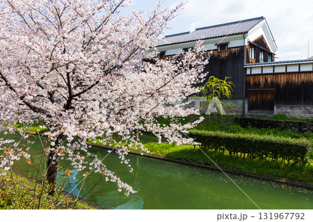 春の古都京都 桜の名所 伏見十石舟 春の古都京都 桜の名所 伏見十石舟 131967792