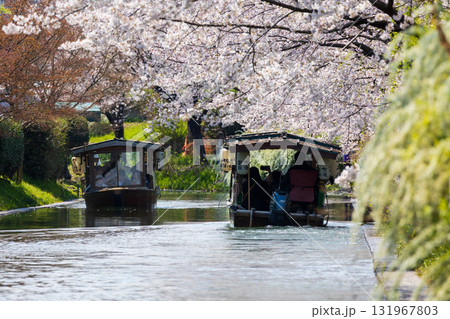 春の古都京都 桜の名所 伏見十石舟 春の古都京都 桜の名所 伏見十石舟 131967803