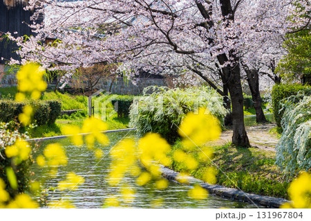 春の古都京都 桜の名所 伏見十石舟 春の古都京都 桜の名所 伏見十石舟 131967804