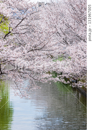 春の古都京都　桜の名所　伏見十石舟 131967805