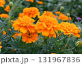 鮮やかなオレンジ色のマリーゴールドの花 131967836