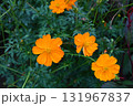 オレンジ色のコスモス 131967837