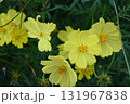 キバナコスモスの黄色い花 131967838
