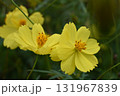 キバナコスモスの花 131967839