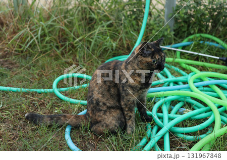 広場で遊ぶさび猫 131967848