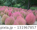 紅葉したコキア 131967857