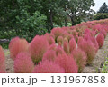 紅葉したコキア 131967858