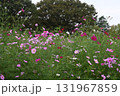 コスモスのある風景 131967859