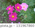 濃いピンクのコスモス 131967860