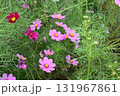 秋の花コスモス 131967861