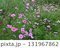 秋の野原に咲くピンク色のコスモスの花 131967862