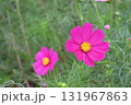 ピンク色のコスモス 131967863