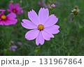 秋の野原に咲くピンクのコスモスの花 131967864