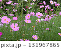 秋の野原に咲くピンク色のコスモスの花 131967865