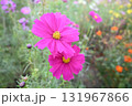 コスモスの花のある風景 131967866