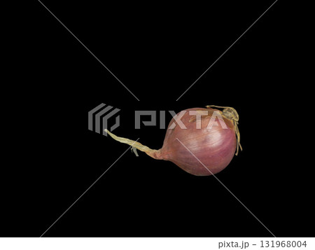 Single shallot on a stark black background. Ideal for culinary, spice, cooking, food, and ingredient themes. Isolated bulb with roots. 131968004
