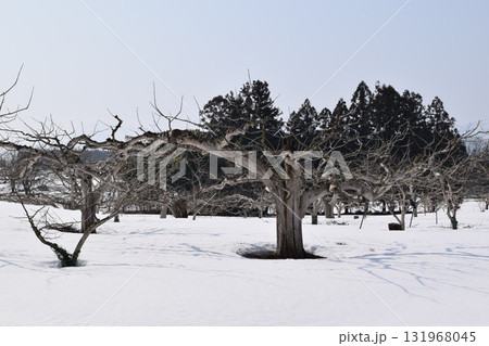 冬の柿の木 降雪風景 131968045