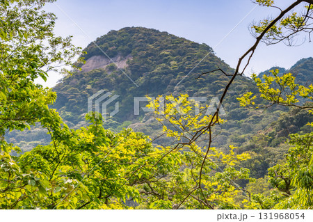 新緑と山　西部林道地域　世界自然遺産屋久島 131968054
