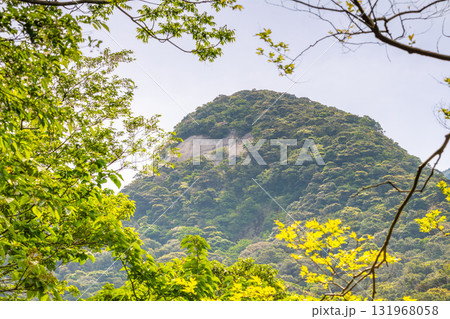 新緑と山　西部林道地域　世界自然遺産屋久島 131968058