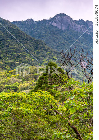 新緑と山 西部林道地域 世界自然遺産屋久島 新緑と山 西部林道地域 世界自然遺産屋久島 131968074