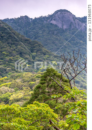 新緑と山　西部林道地域　世界自然遺産屋久島 131968075