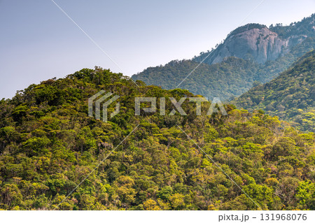 新緑と山 西部林道地域 世界自然遺産屋久島 新緑と山 西部林道地域 世界自然遺産屋久島 131968076