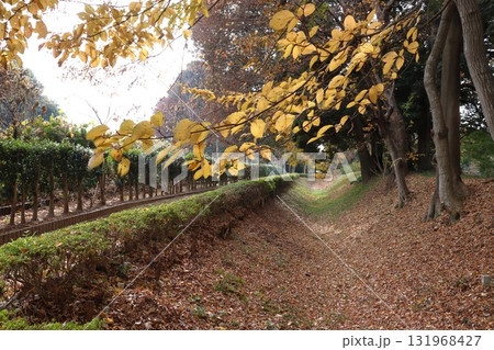 秋の赤山城址:西堀(埼玉県川口市) 秋の赤山城址:西堀(埼玉県川口市) 131968427