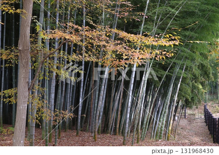 秋の赤山城址：竹林（埼玉県川口市） 131968430