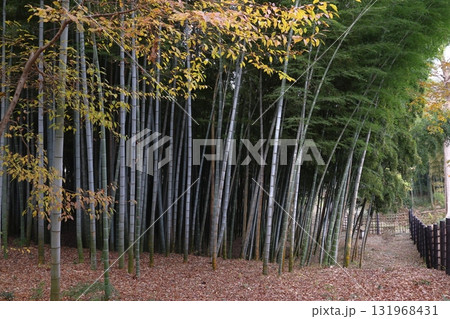 秋の赤山城址：竹林（埼玉県川口市） 131968431