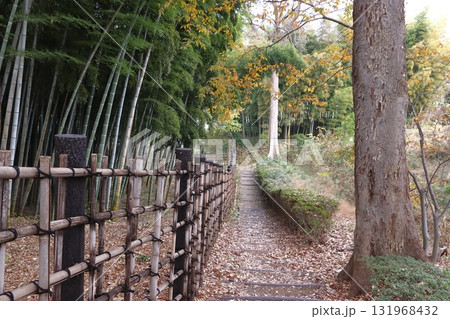 秋の赤山城址：竹林（埼玉県川口市） 131968432