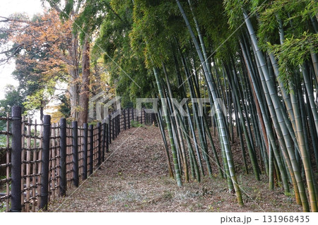 秋の赤山城址：竹林（埼玉県川口市） 131968435