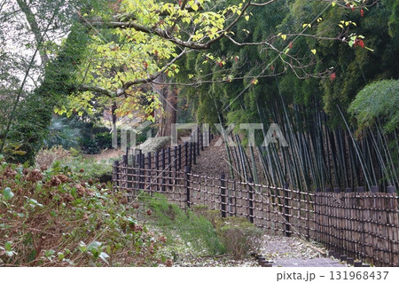 秋の赤山城址：竹林（埼玉県川口市） 131968437
