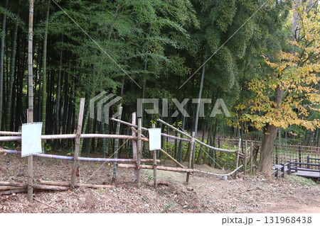 秋の赤山城址：竹林（埼玉県川口市） 131968438