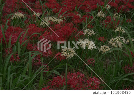 愛知県半田市・矢勝川堤の彼岸花 131968450