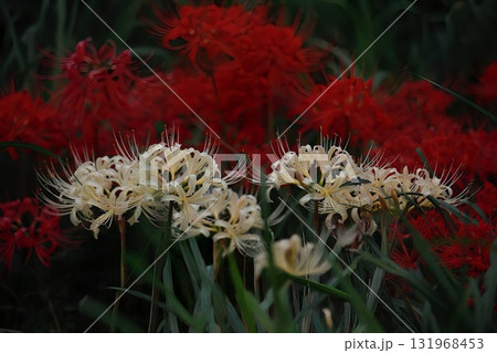愛知県半田市・矢勝川堤の彼岸花 愛知県半田市・矢勝川堤の彼岸花 131968453