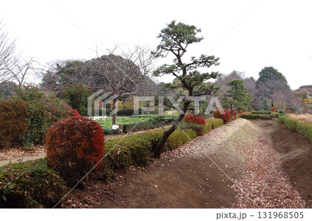 秋の赤山城址：南東堀（埼玉県川口市） 131968505