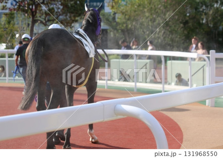 パドックでの馬の歩様 パドックでの馬の歩様 131968550
